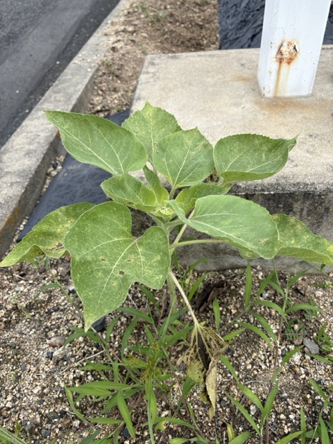 ひまわり🌻 (スタッフ野上)の画像