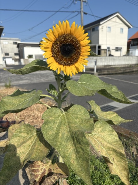 咲いた〜🌻の画像