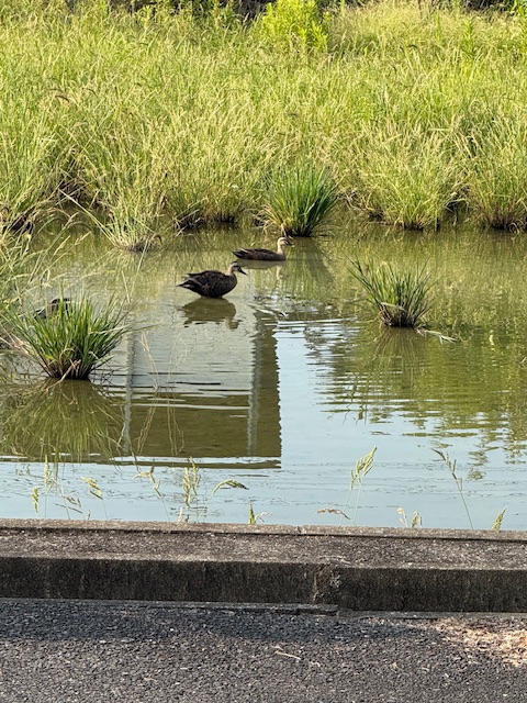 今朝の鴨の画像